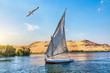 Seagull over sailboat