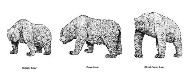 Wall Mural - Grizzly bear, Cave bear and Short-faced bear illustration. Bear drawing.