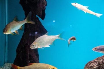 Fish swims in the aquarium in the aquarium. The inhabitants of the sea. Sea fish.