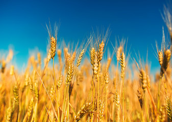 Sticker - natural rural landscape with a field of Golden wheat ears against a blue clear sky matured on a warm summer Sunny day