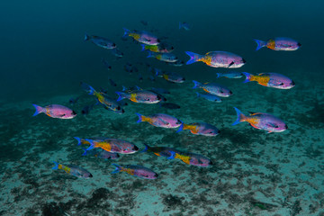 Wall Mural - Schools of colorful Creole Wrasse are abundant in the beautiful blue waters of the Caribbean off the island of Grenada.