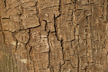 Roughly textured tree bark of an old tree to use as background