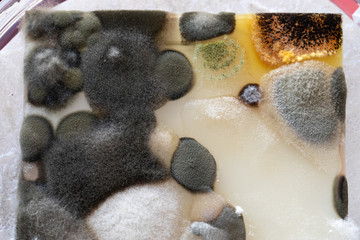 Canvas Print - A macro view of mold and bacteria cultures grown in an agar dish inside a scientific research laboratory.