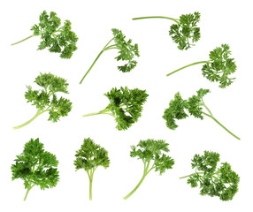 Set of fresh green parsley on white background