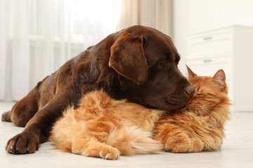 Cat and dog together on floor indoors. Fluffy friends