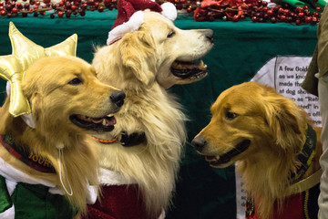 Sticker - Christmas Dogs / Golden Retrievers 