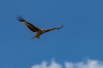 Red kite (Milvus milvus) bird of prey