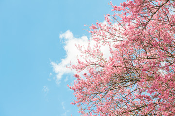 Beautiful cherry blossom flowers blooming in the winter season in Northern region of Thailand with beautiful sky background.