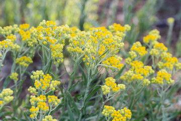 Wall Mural - Helichrysum arenarium, dwarf everlast, immortelle yellow flowers