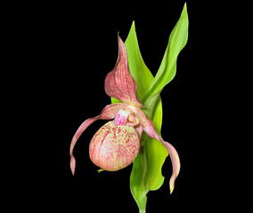 Sticker - Wild orchid (Cypripedium macranthon) 11