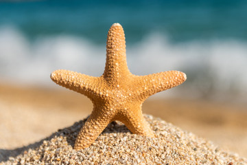 Wall Mural - Starfish seashells on the sand by the sea on a sunny day