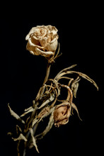 Dying Flower
