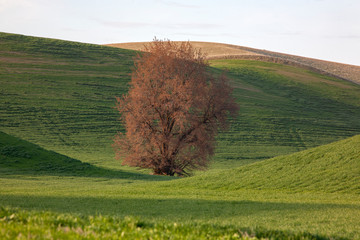 Wall Mural - tree in the field