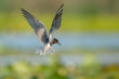 Black tern captured in flight with it's wings open with blured background. The bird holds position and it's beak is open.