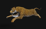 Fototapeta Zwierzęta - 3d Illustration Leopard Isolate on Black Background with Clipping Path, Panthera Pardus