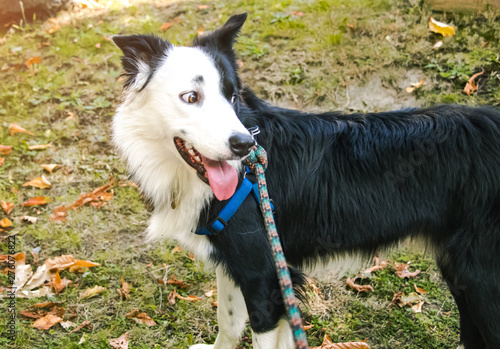 Walk An Adorable Purebred Border Collies Dog On A Leash In The