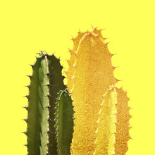 Cactus Silhouette In The Yellow Background