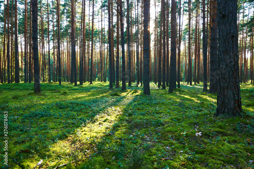Fototapeta  Early morning with sunrise in pine forest