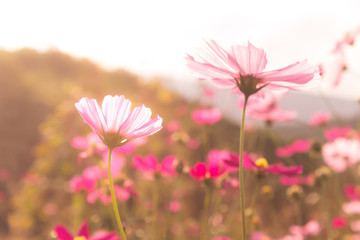 Wall Mural - pink cosmos field