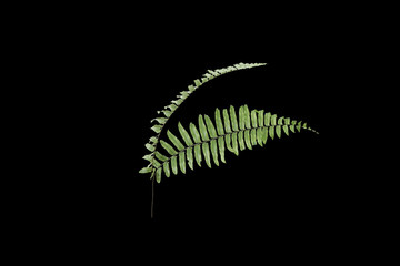 Wall Mural - Green palm leaves, tropical plant growing in wild isolated on black background.