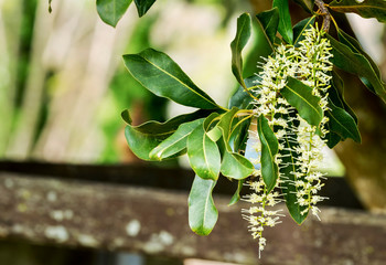 Wall Mural - White color of macadamia nut flowers blossom on macadamia  tree branch