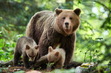 Wild brown bear (Ursus arctos) close up