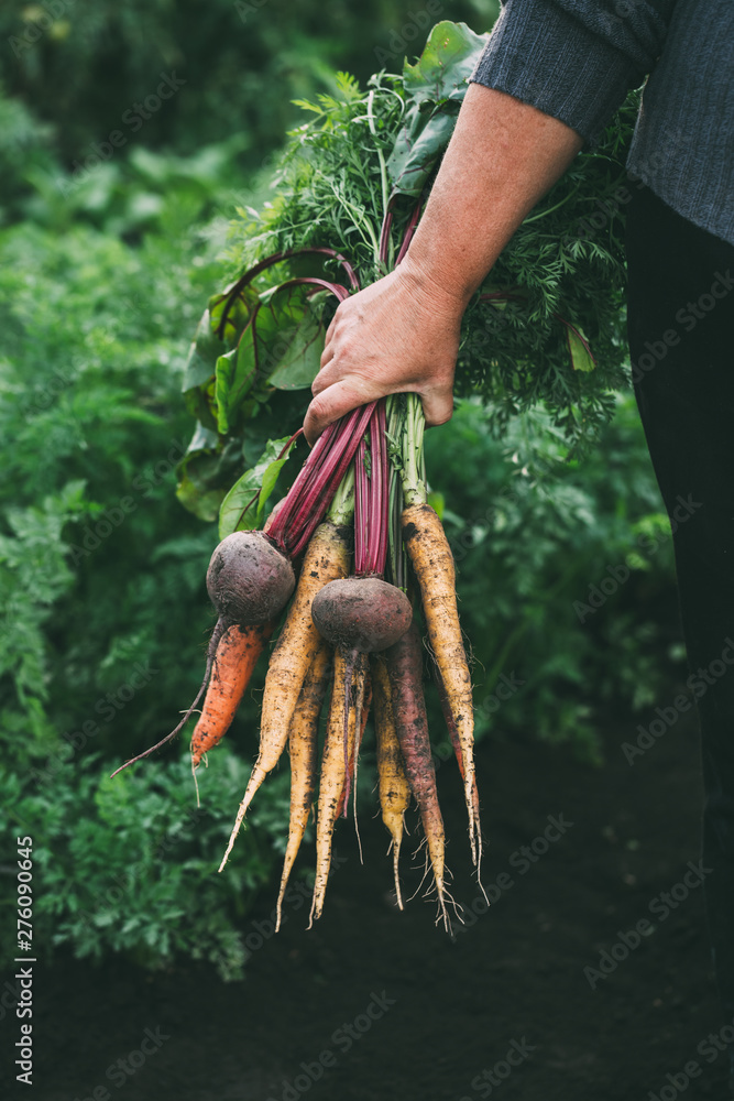 Bunch of vegetables in women's hand. Organic carrots and beets. Healthy food. - obrazy, fototapety, plakaty 