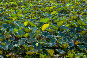 Wall Mural - Lotus leaf in the planting field.