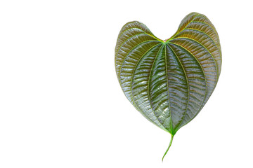 Poster - Pattern of green leaves on a white background.