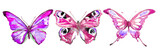 Fototapeta Motyle - beautiful pink blue butterfly,watercolor,isolated on a white background