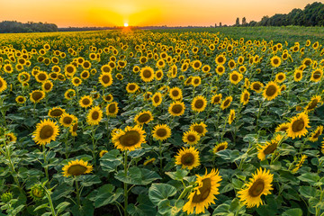 Field with blooming sunflowers at sunset