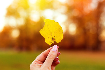 Yellow fall maple leaf in hand