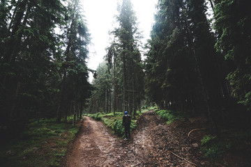 Wall Mural - Moody summer path through forest on Sumava, Czech republic