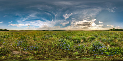 Wall Mural - full seamless spherical hdri panorama 360 degrees angle view among cornflowers fields in summer even