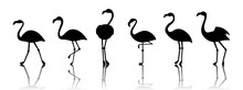 Black Vector Flamingo Silhouettes Isolated On White Background. Flamingo Bird Animal Exotic Illustration