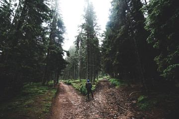 Wall Mural - Moody summer path through forest on Sumava, Czech republic