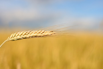 A golden field of wheat and a sunny day. The ear is ready for a wheat harvest close-up, illuminated by sunlight, against the sky. Soft focus. the space of sunlight on the horizon. Idea concept is rich