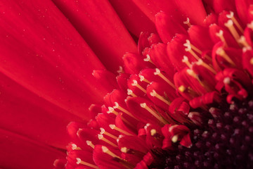 Red macro flower plant nature