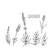 © julijadesign - Set of lavender flowers elements. Botanical illustration.