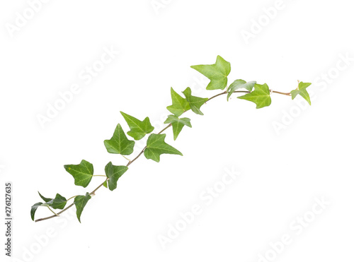 Cuadros en Lienzo ivy leaves isolated on a white background