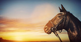 Fototapeta Konie - Horse portrait on sunset sky. Banner background