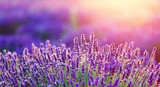 Levender flowers on the field at sunset.