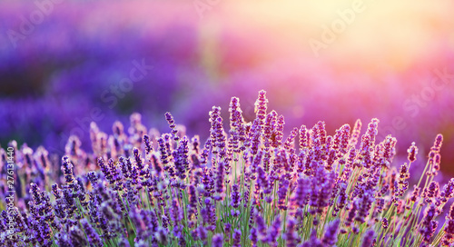 Leinwand Poster  Levender flowers on the field at sunset.