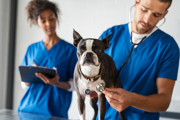 Vet examining dog