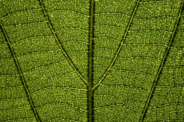 leaf close up in the detail