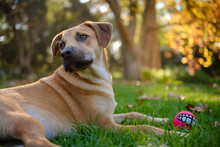 Adopted Crossbreed Puppy Lying On Grass With Pink Dog Toy, Looking Over His Shoulder In Beautiful Park.