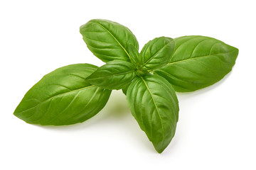 Sweet Green Basil Leaves, Herb, Spice, closeup, isolated on white background