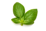 Fototapeta  - Fresh organic Basil Leaves, close-up, isolated on white background
