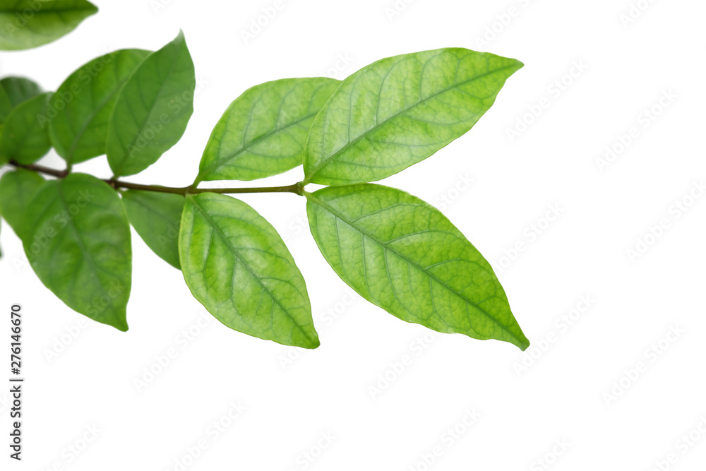 Green tree leaf isolated on white background - obrazy, fototapety, plakaty 