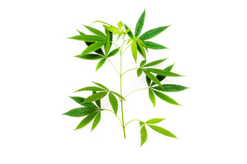  Cannabis leaf, marijuana isolated on white background